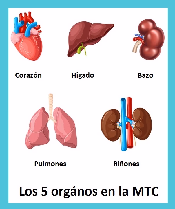 ¿Qué es el sistema Zang Fu?