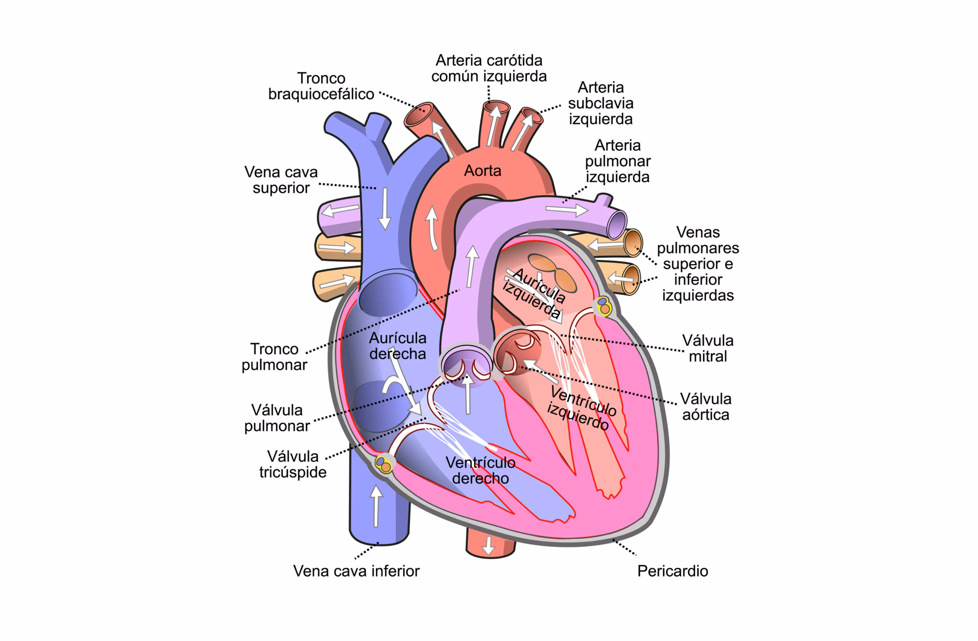 ¿Cuáles son los órganos fu?