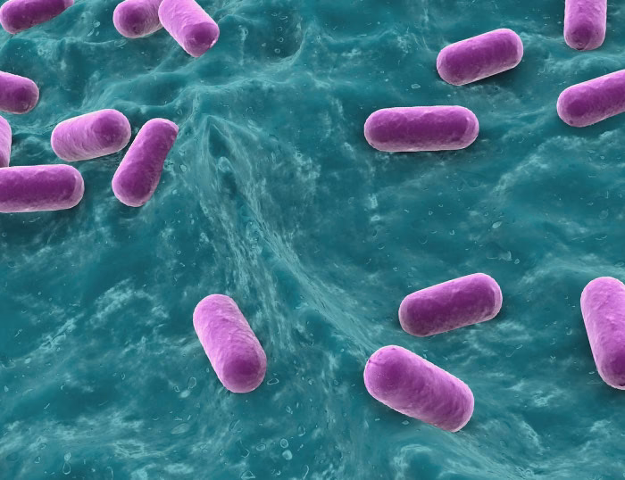 ¿Cuál es el mejor tratamiento para la Gardnerella?