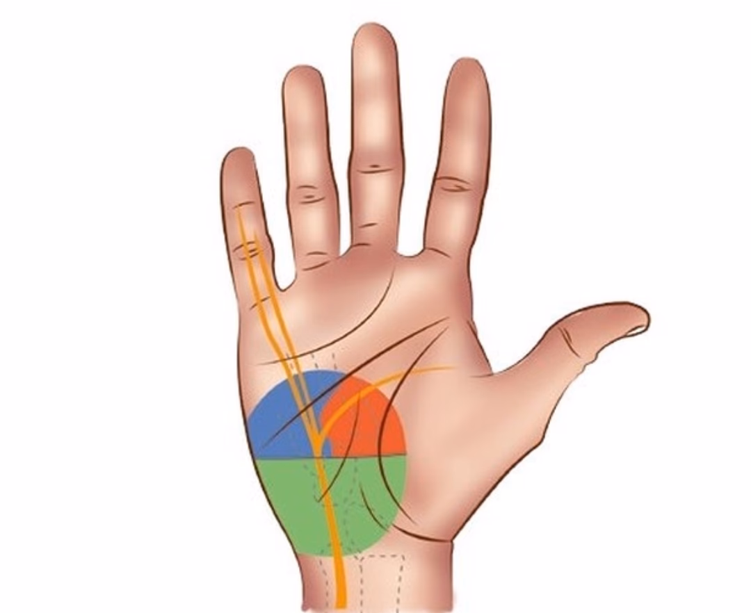What is the Hegu point in acupuncture?