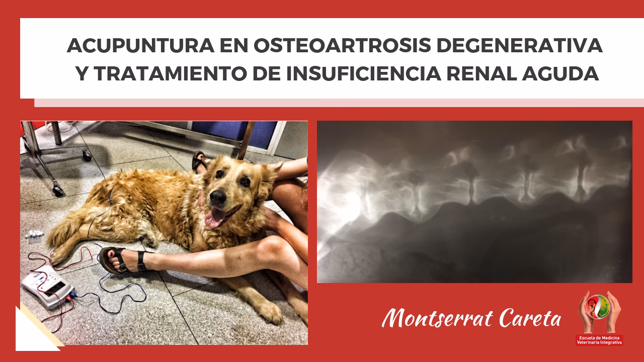 ¿Cómo superar la insuficiencia renal?