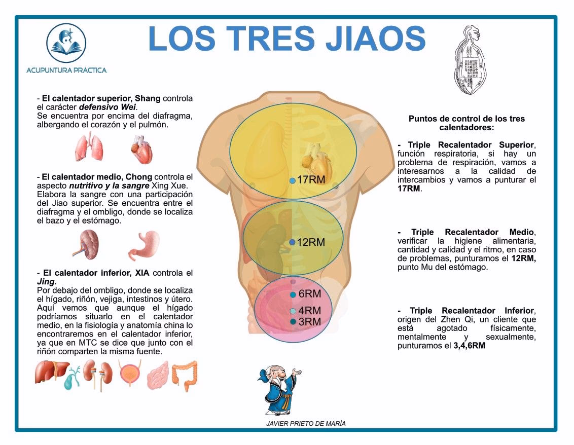 What is the middle jiao in TCM?