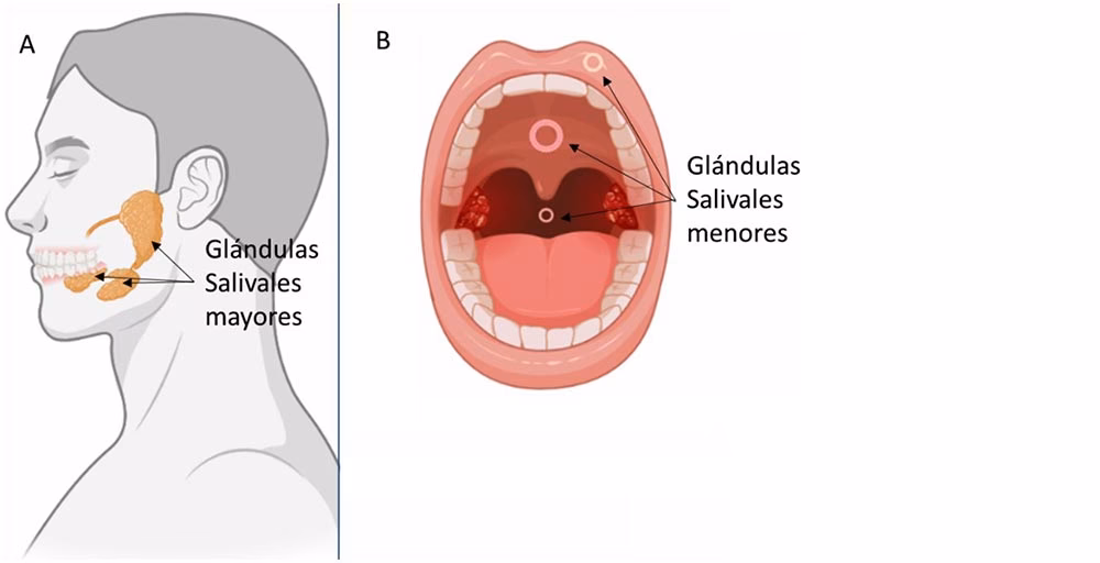 ¿Quién regula la producción de amilasa salival?