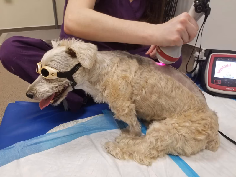 Does laser therapy really work on dogs?