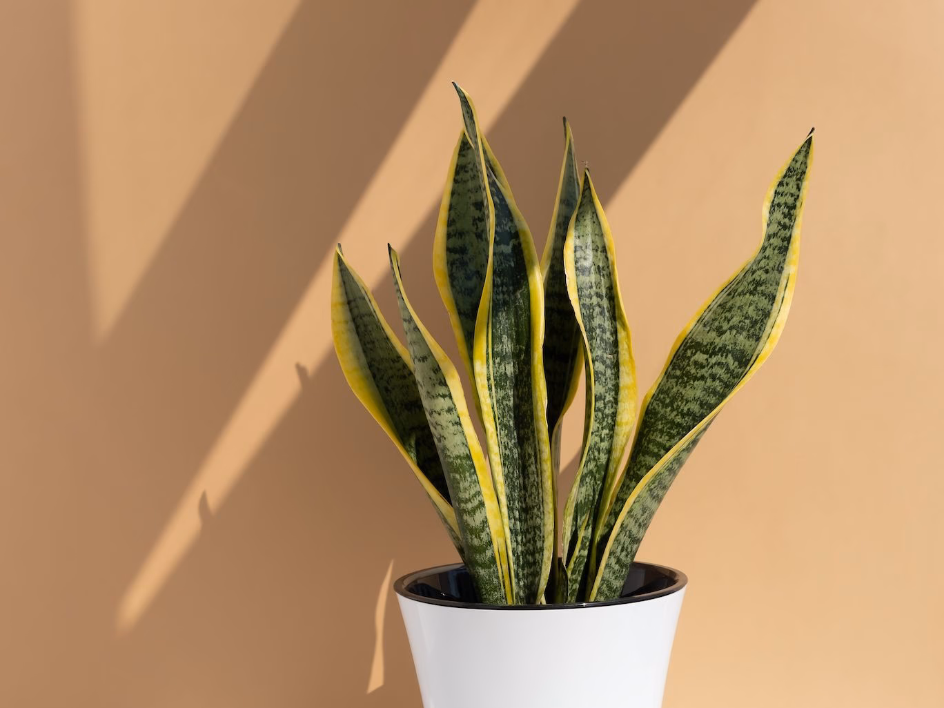 ¿Dónde no colocar la lengua de suegra para evitar la mala suerte?