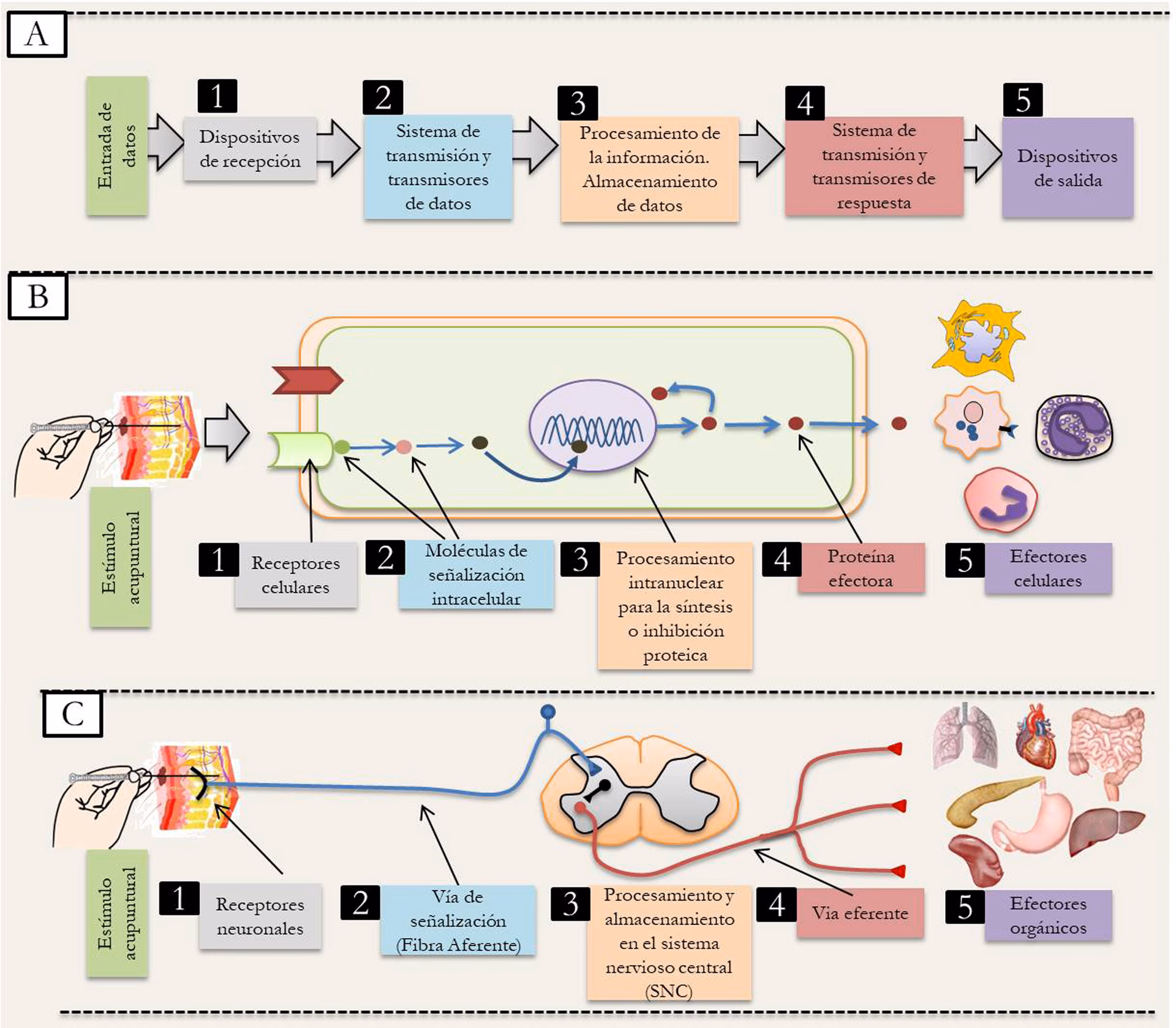 ¿Qué son los mecanismos neurofisiológicos?