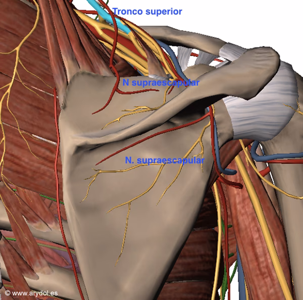 ¿Qué nervio pasa por los hombros?