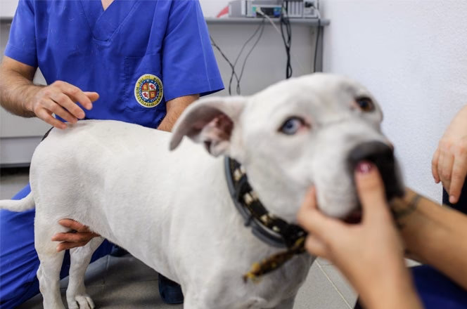 ¿Cómo eliminar la otitis rápidamente?