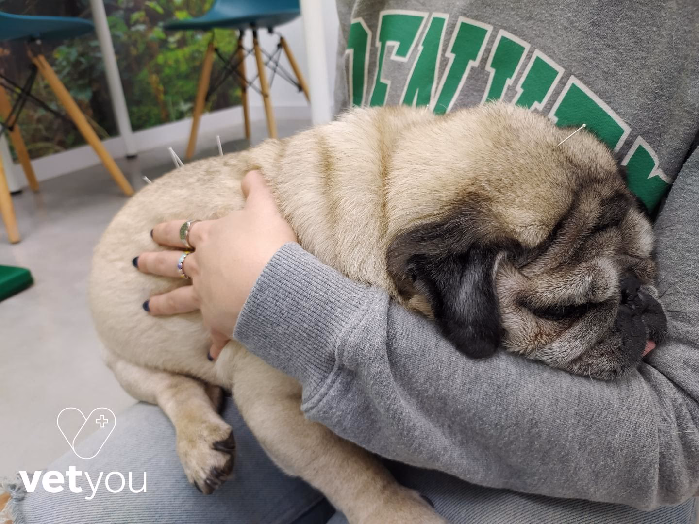 Does acupuncture for dogs really work?