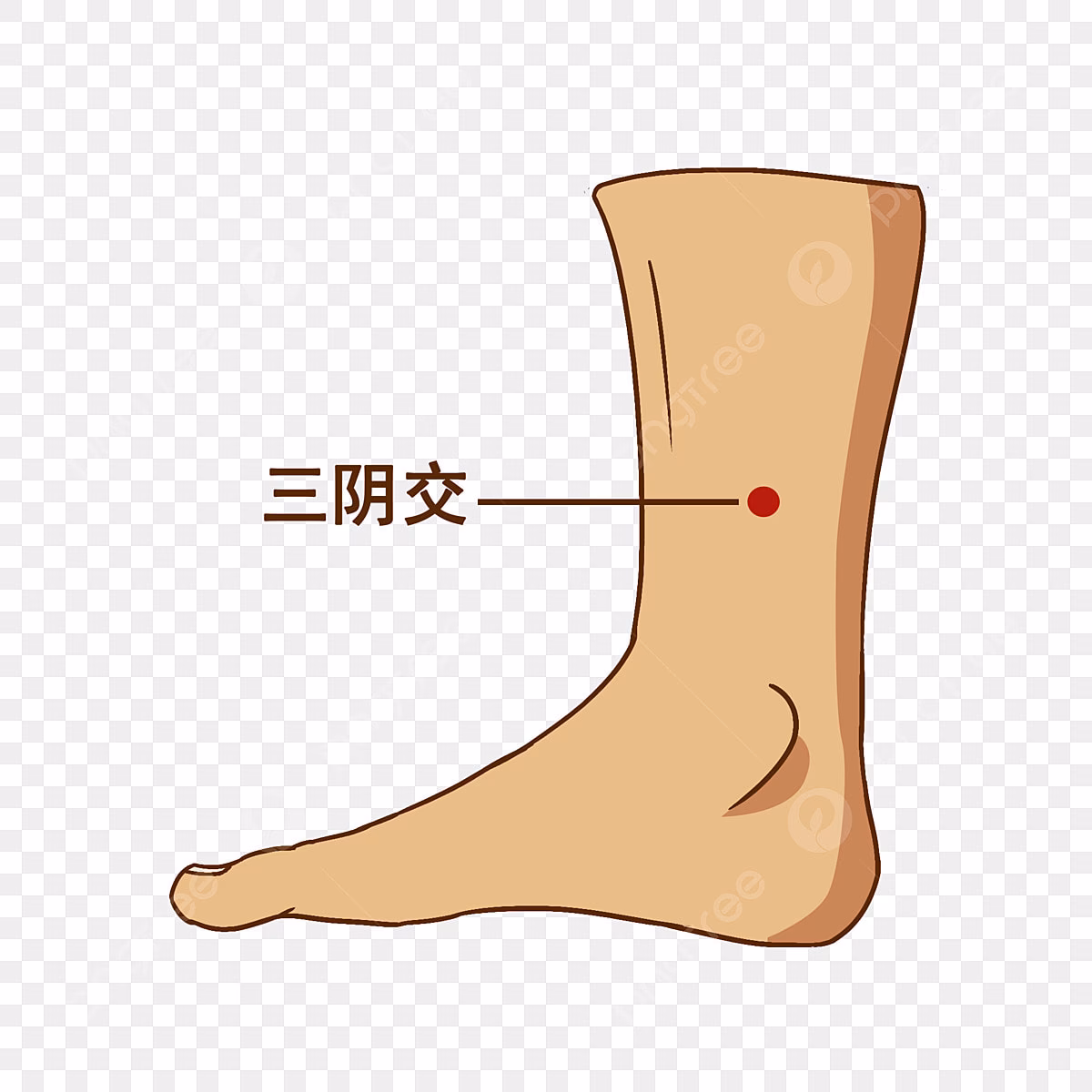 ¿Qué es el punto sanyinjiao?