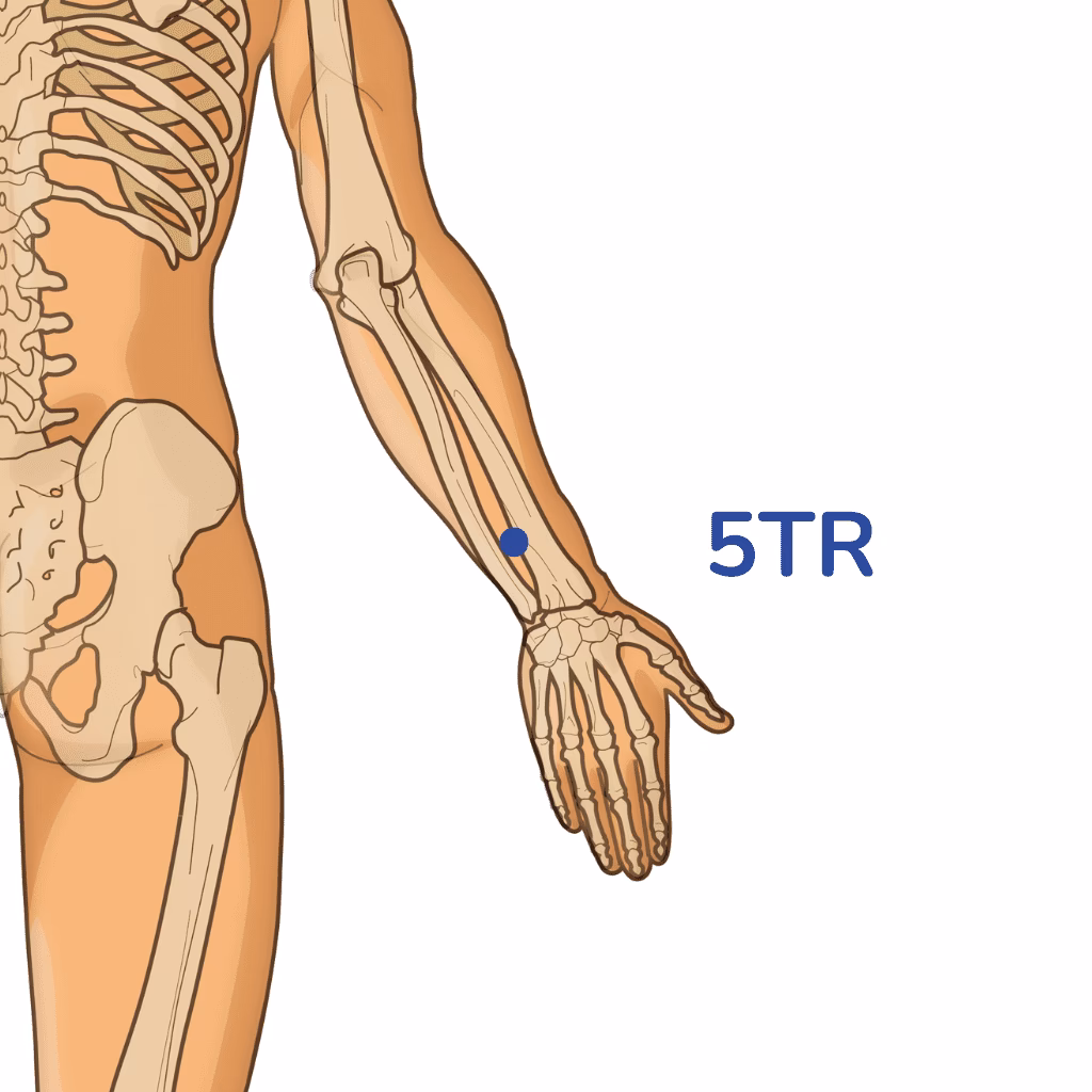 Where is the triple warmer 3 acupuncture point?
