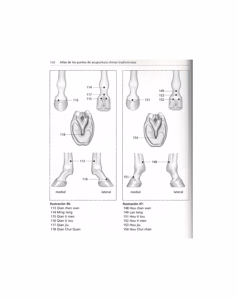 ¿Cuáles son los músculos del cuello del caballo?