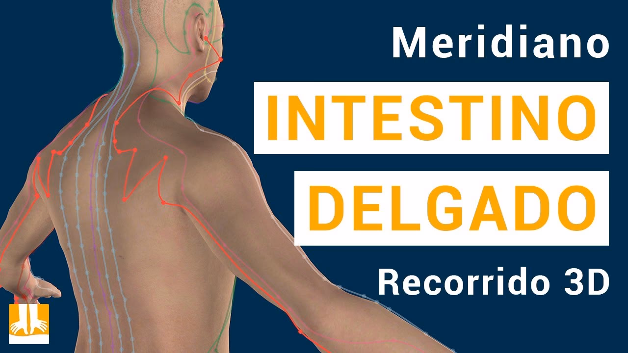 ¿Cuáles son los puntos energéticos del canal del intestino delgado?