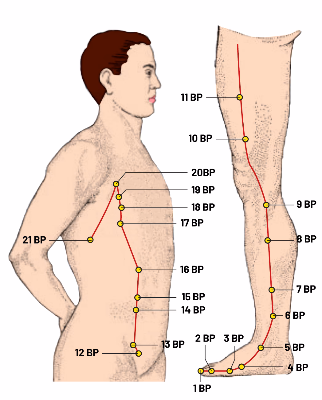 ¿Cuáles son los puntos de acupuntura para el páncreas?
