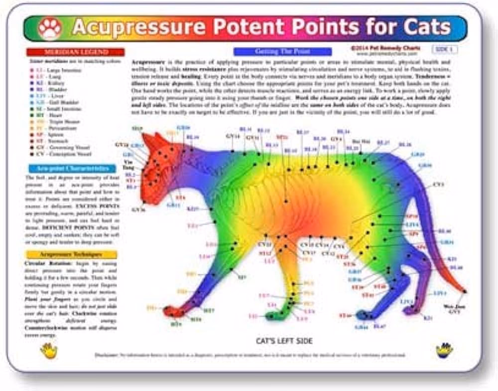 ¿Dónde está el punto G de los gatos?
