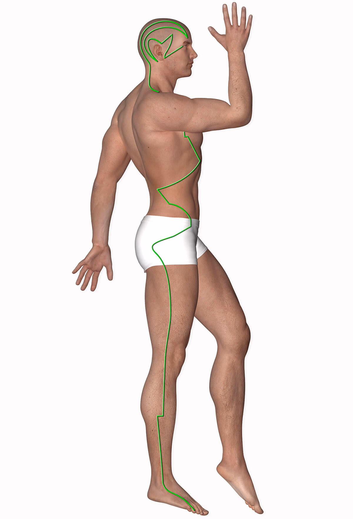 ¿Cuántos puntos tiene la vesícula biliar?