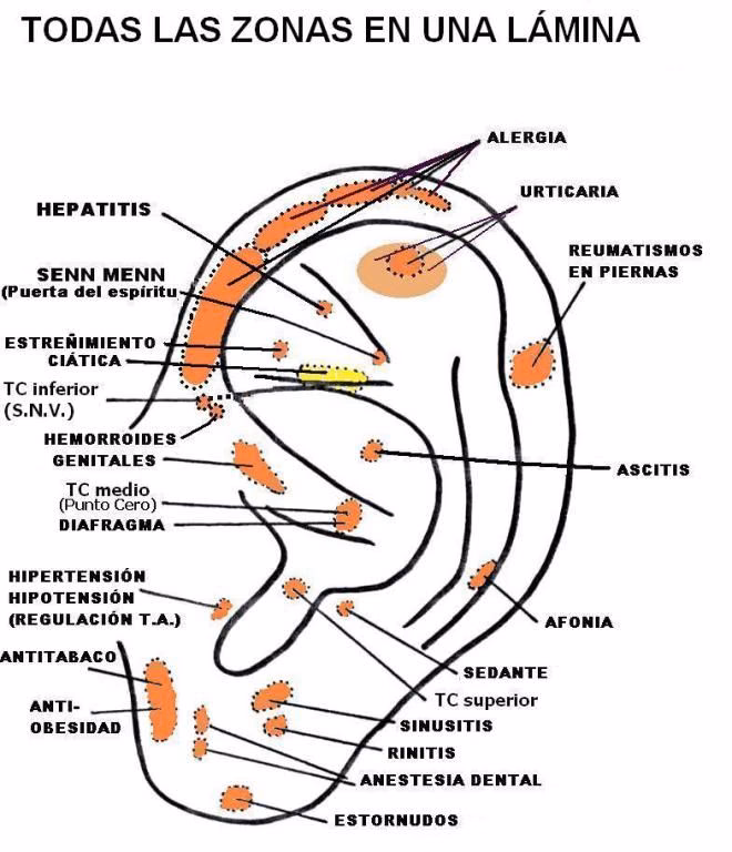 ¿Cómo funciona la reflexología auricular?