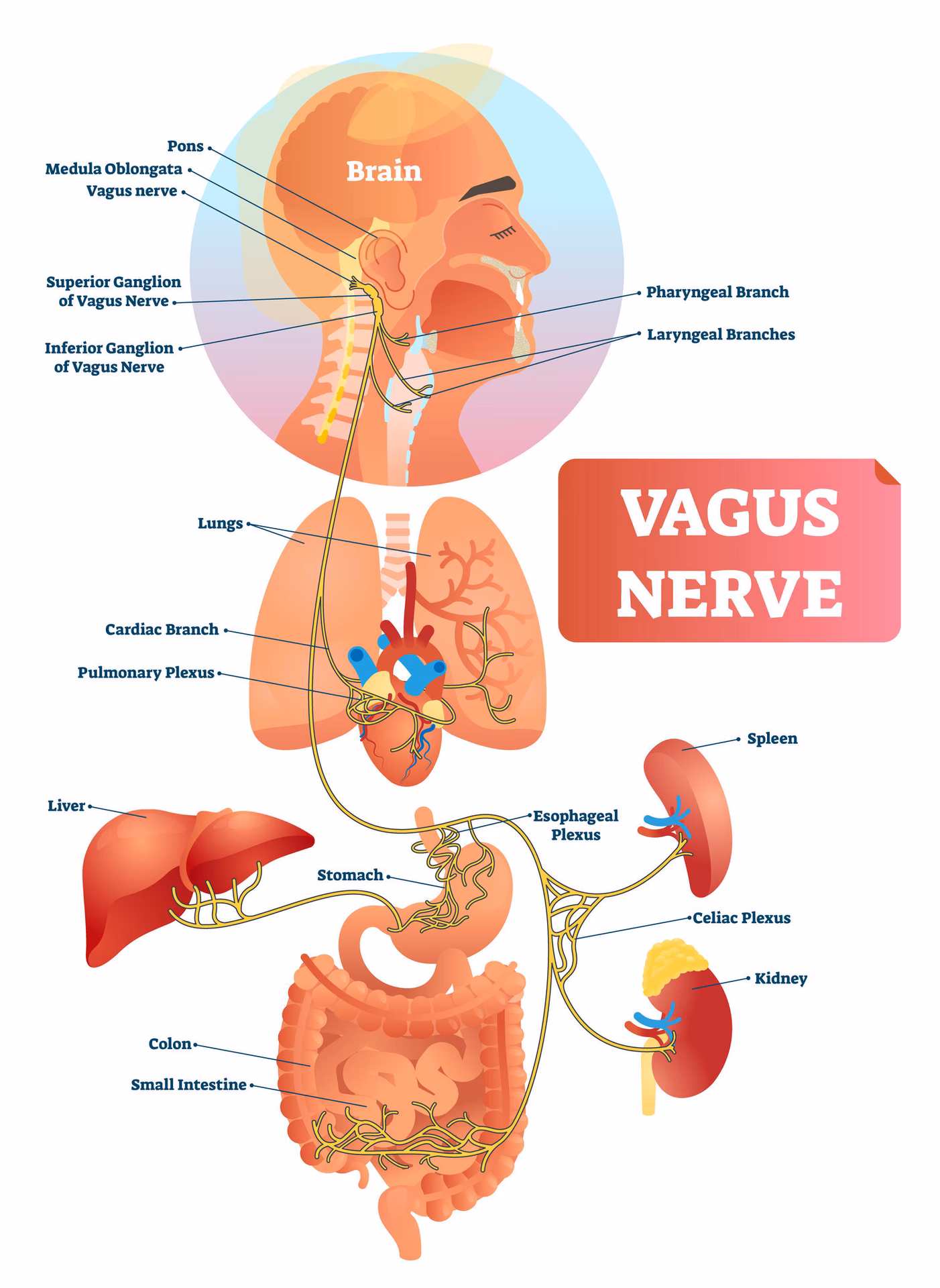 What is the root cause of vasovagal syncope?