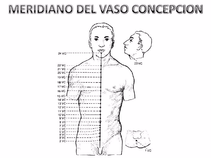 ¿Qué es el vaso de la concepción en la acupuntura?