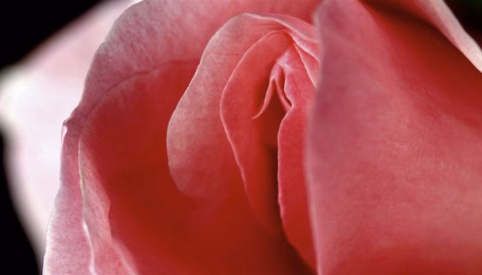 What is the fastest way to get rid of vulvodynia?