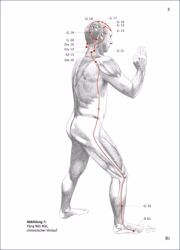 What is the function of the Yang Wei Mai?