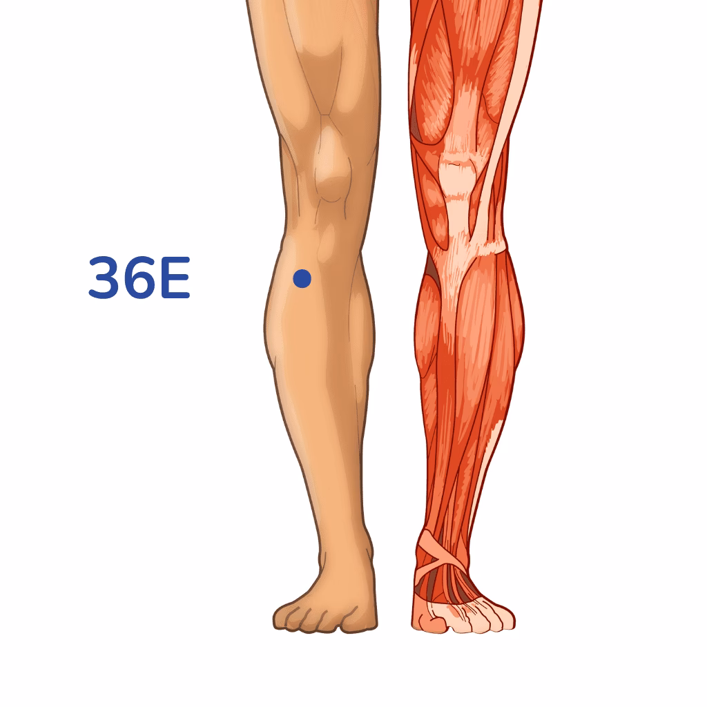 What are the benefits of Zusanli acupuncture?